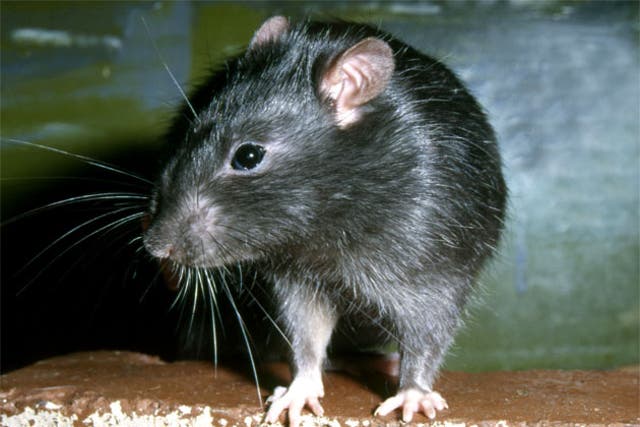 <p>Rats have become ‘bigger and braver’ during lockdown, according to a pest control expert (Stock image) </p>