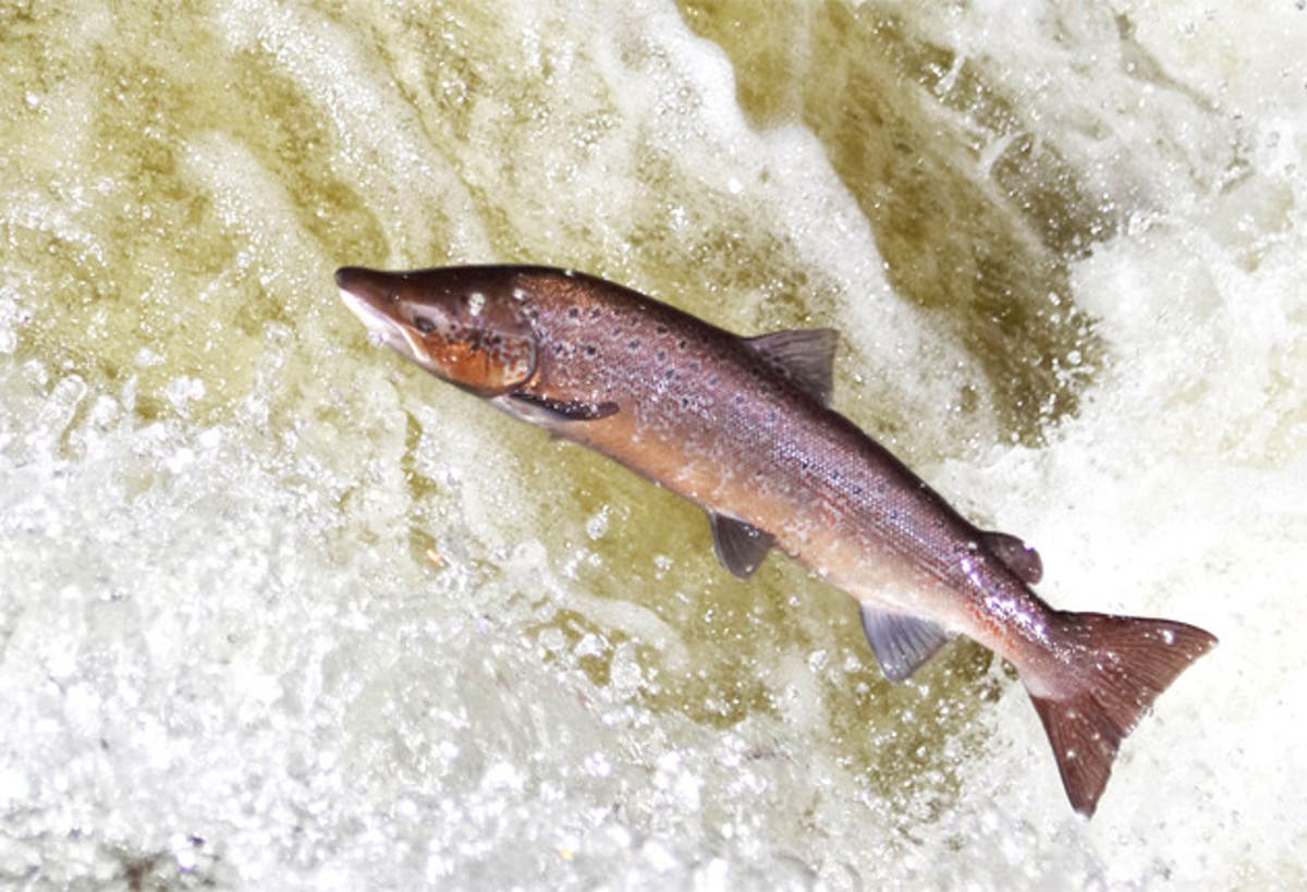 A giant leap for British salmon | The Independent | The Independent