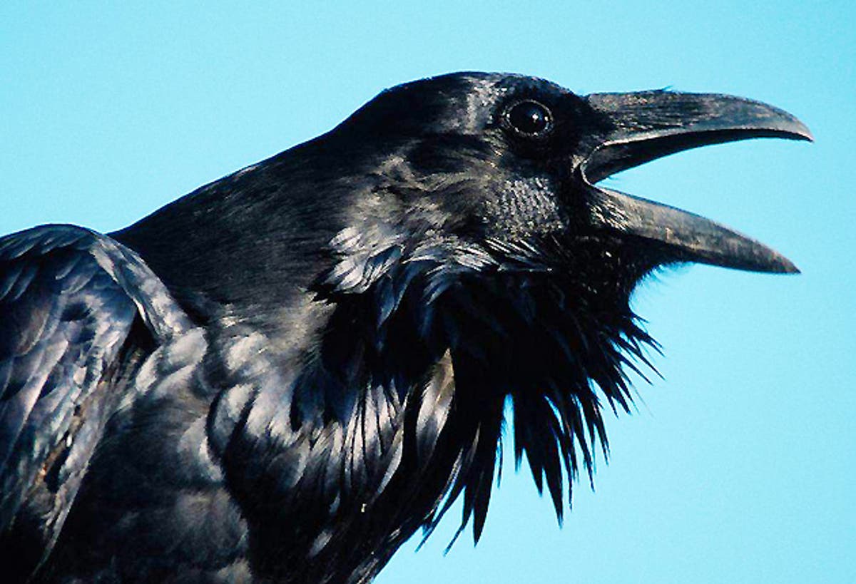 How do ravens entertain. черная птица с треугольным хвостом. ворона с палочкой. How do ravens entertain. информация о воронах ravens.