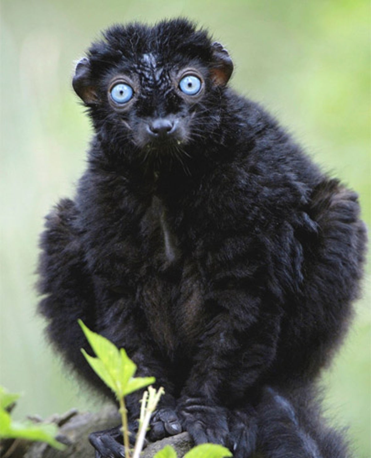 Black Lemur - The Other Blue-Eyed Primate 