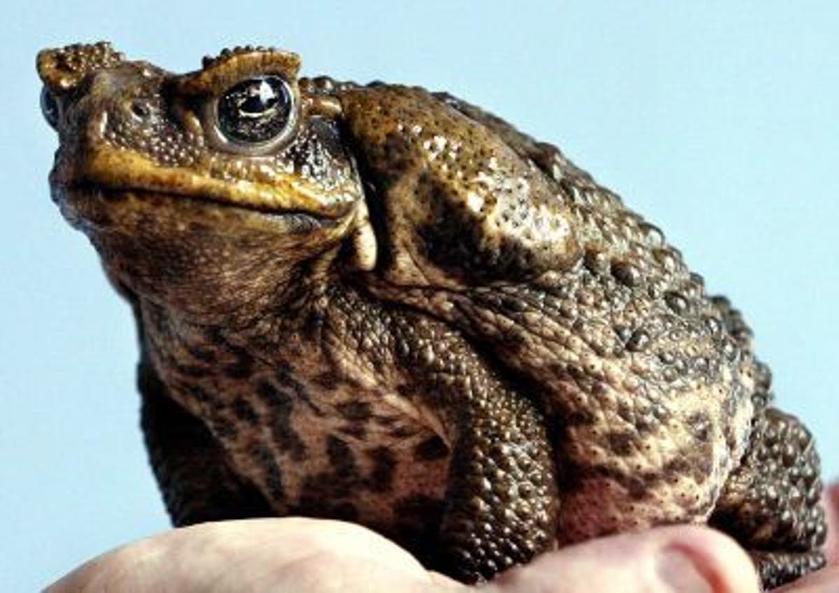 Australia's cane toads face death by cat food | The Independent | The ...