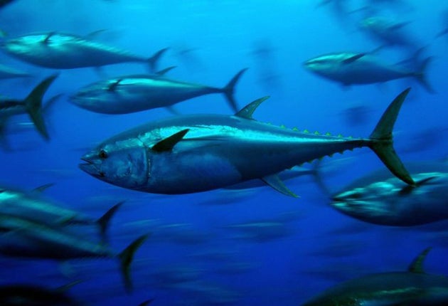 <p>Bluefin tuna stocks declined dramatically due to overfishing but have recovered in recent years thanks to strict limits </p>