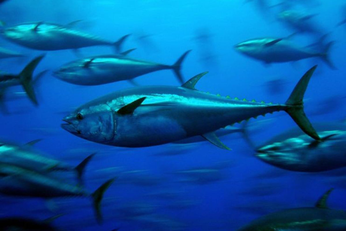 New species flock to UK seas as waters warm