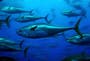 New species flock to UK seas as waters warm