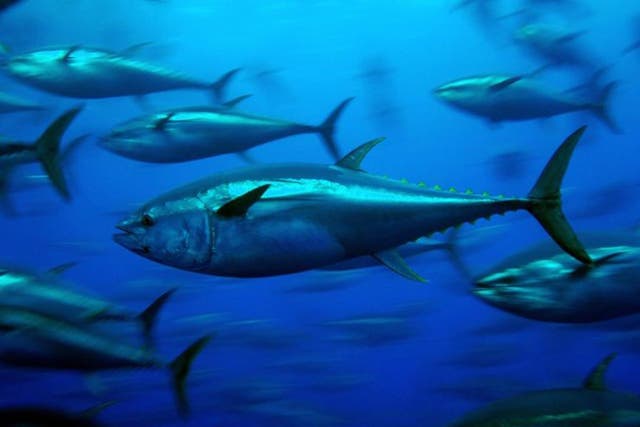 <p>Bluefin tuna stocks declined dramatically due to overfishing but have recovered in recent years thanks to strict limits </p>