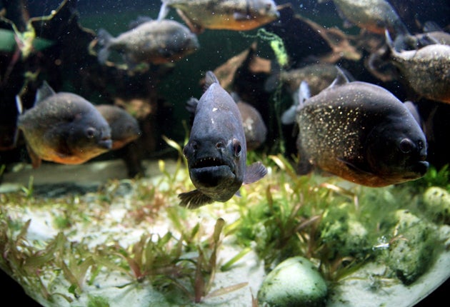 A pack of piranhas in action