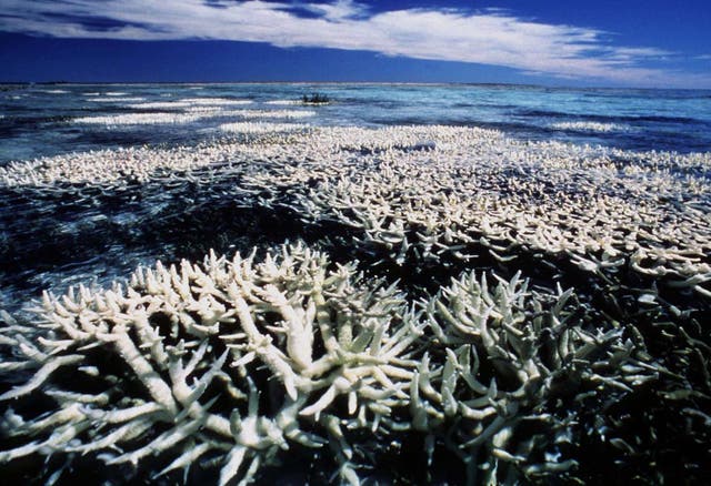 The Great Barrier Reef has lost more than half of its cover since 1985 according to a new study