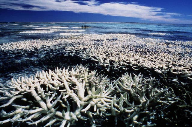 The Great Barrier Reef has lost more than half of its cover since 1985 according to a new study