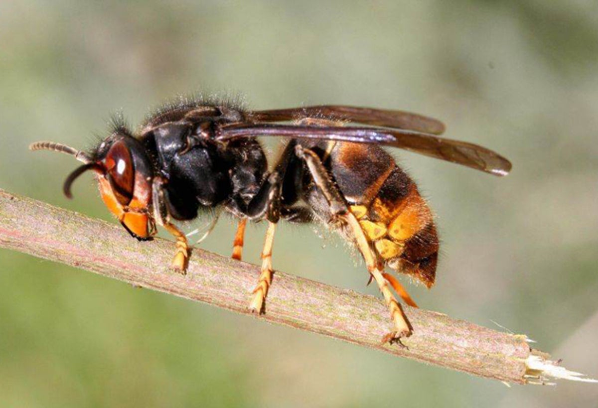 Asian hornet alert as insects spotted in UK