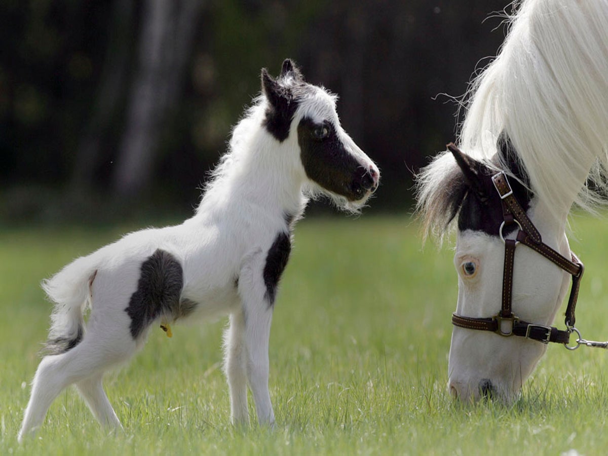 smallest horse in the world thumbelina