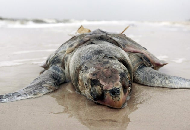 Development and commercial fishing have made the leatherback turtle increasingly rare