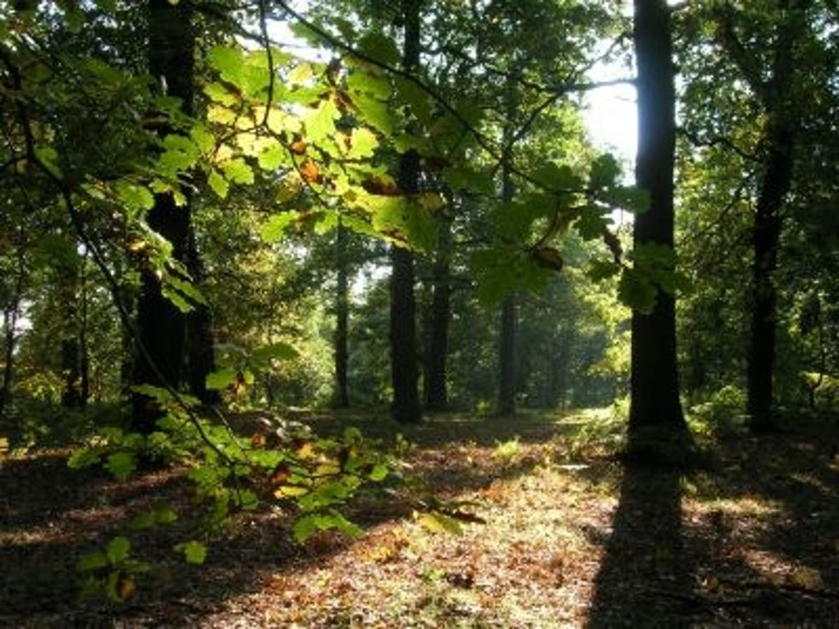 Britain launches Robin Hood tourism promotion | The Independent | The Independent Britain launches Robin Hood tourism promotion