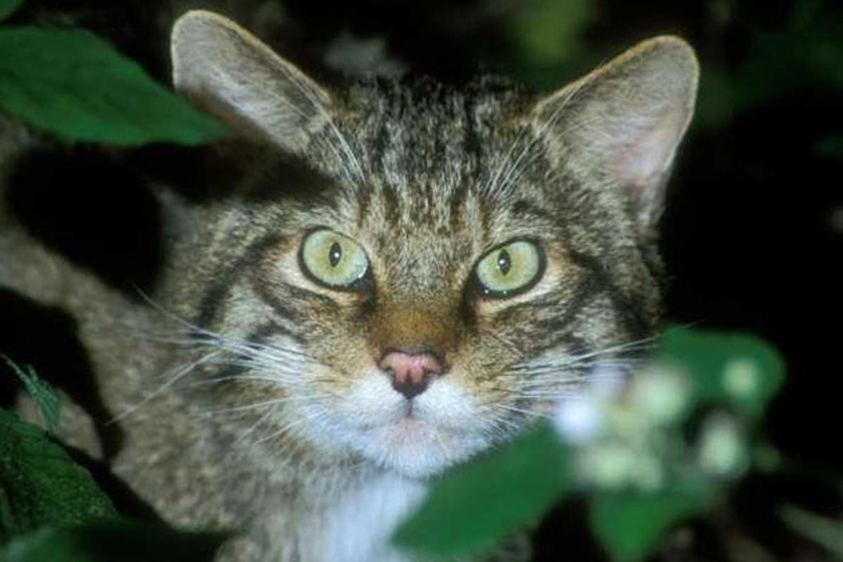 The call of the wildcat | The Independent | The Independent