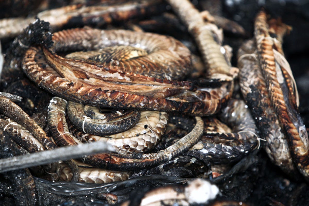 Fire destroys rare snake collection | The Independent | The Independent