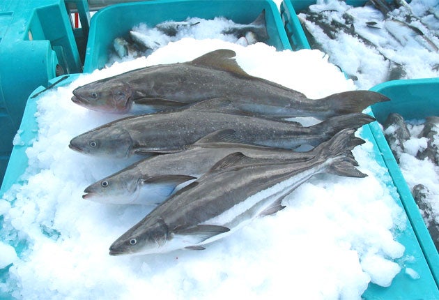 Cobia is a very versatile fish; it can be grilled or eaten raw as sushi or sashimi, and it’s rich in Omega-3s
