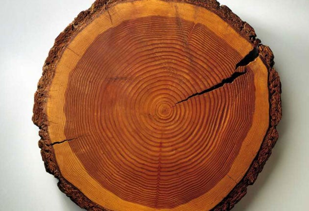 Tree Rings Reveal Climate Change Past, Present, and Future1