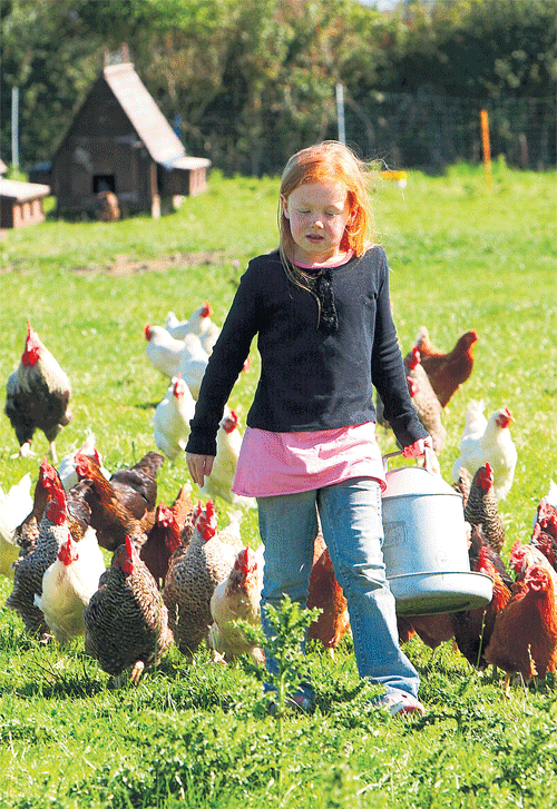 Natural break: Feather Down Farm Days offers a back-to-nature holiday for those looking to reduce their carbon footprint