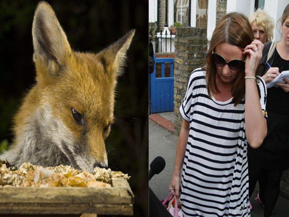 The curious incident of the fox in the night | The Independent | The  Independent