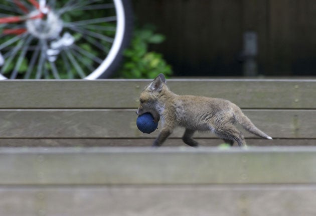 Wandsworth council has advised residents to buy their own dustbins