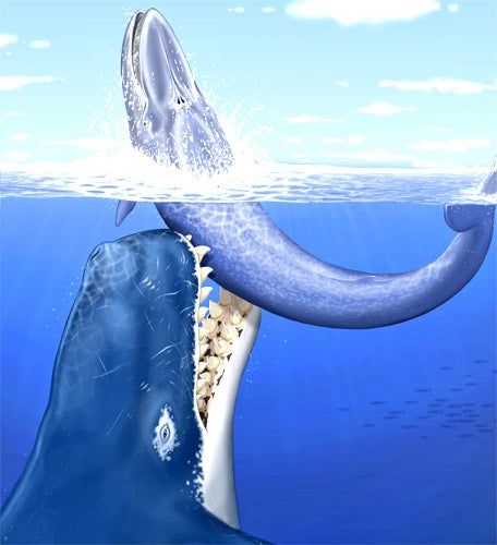 Gigantic jaws of ancient whale could bring down Moby Dick, The Independent