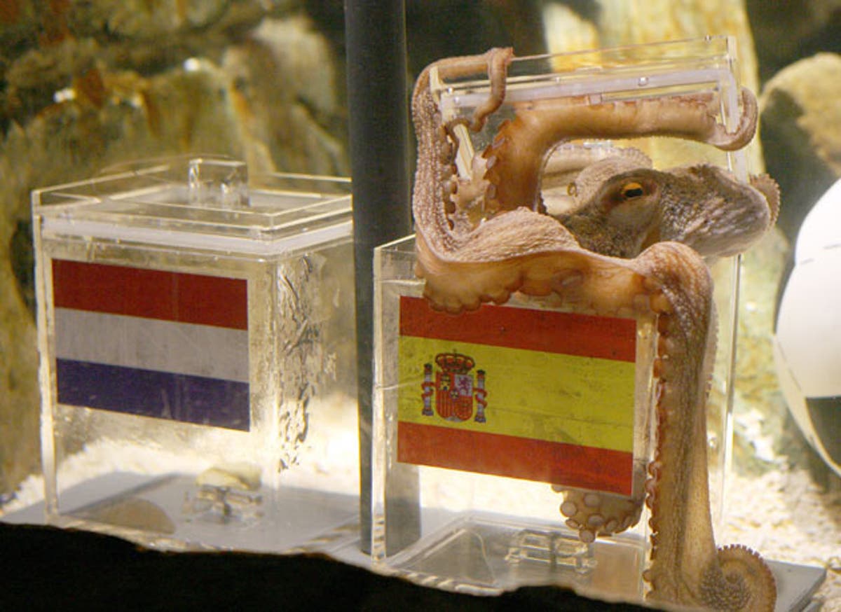 Paul the World Cup 'psychic' octopus dies The Independent The