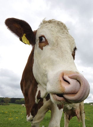 Cows produce large amounts of methane as they digest their food and then belch out most of it through their mouths