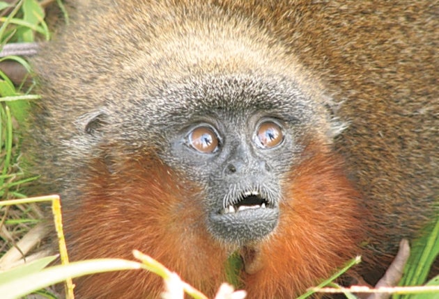 New monkey species found in Colombia The Independent The Independent