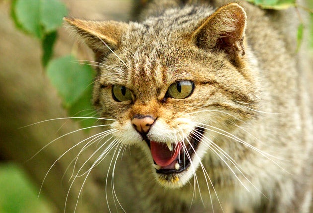 Scottish wildcats have been dwindling