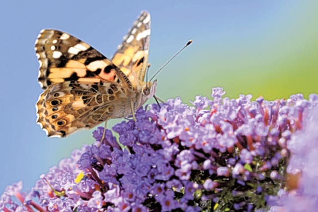 The butterfly (pictured) is a common immigrant from the Continent to the UK each summer.