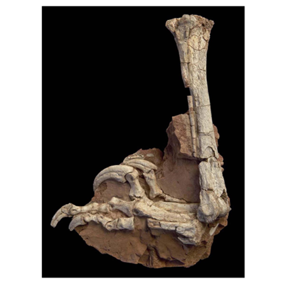 Under the Microscope: How many types of dinosaur are there? | The ...
