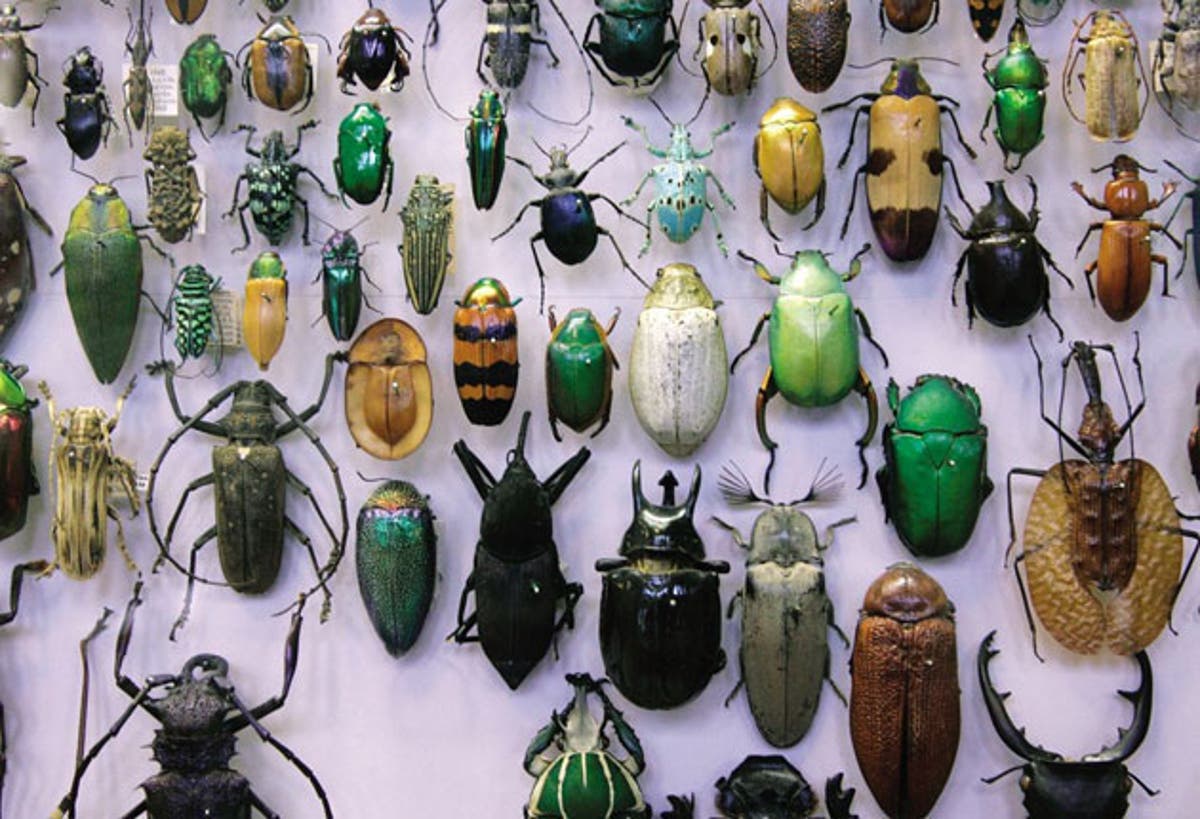 Extreme insects: Bitten by the bug? | The Independent | The Independent