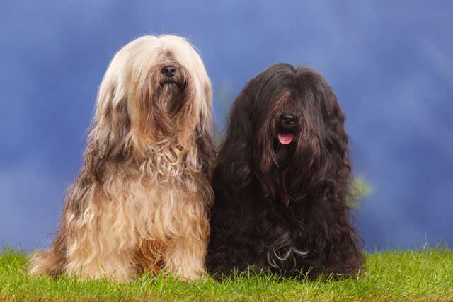 do tibetan terriers shed