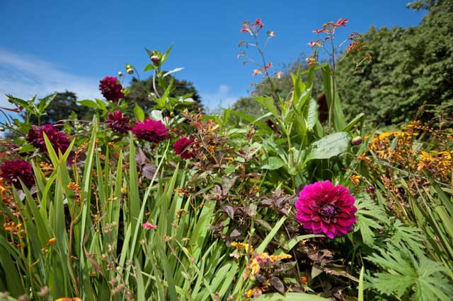 On the verge: 'Trelissick Purple' dahlias mix with crocosmia lucifer in the Cornish garden's borders