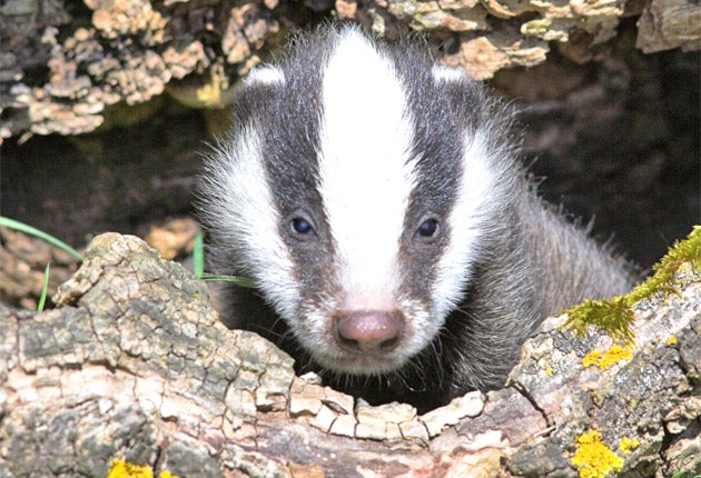 The Government is to delay its decision on whether to allow a cull of badgers in England