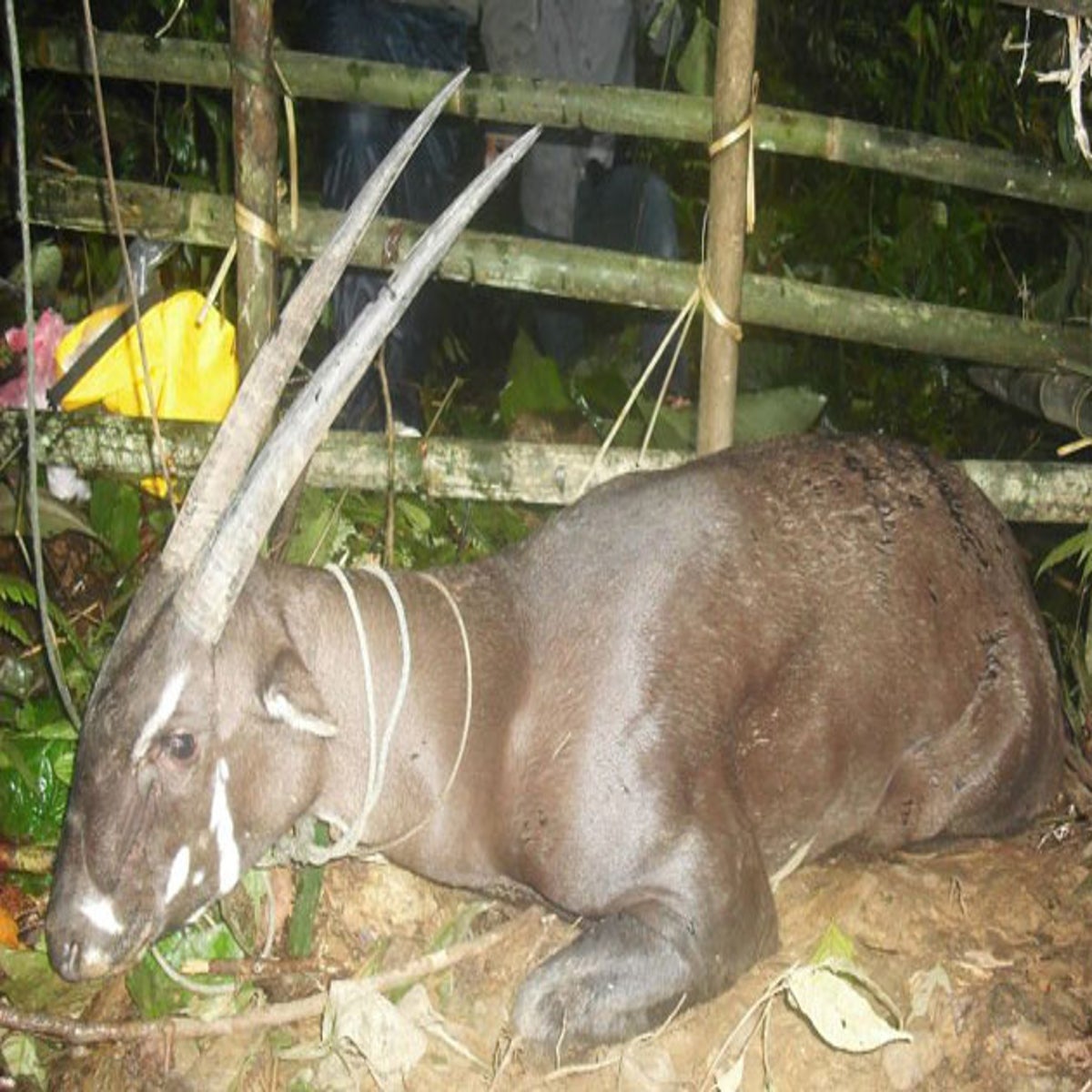 Rare saola dies in captivity | The Independent | The Independent
