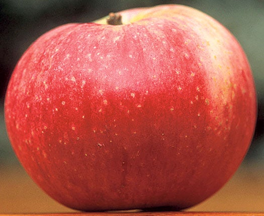 Red-fleshed: The science behind an uncommon apple breed - Fruit