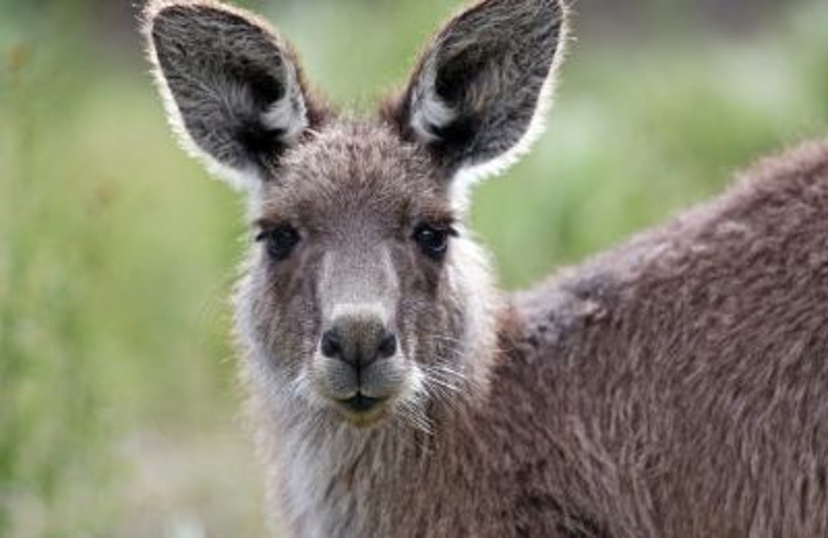 Kangaroo meat deemed a healthy choice for consumers