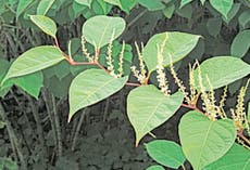 Japanese Knotweed: Government to issue Asbos