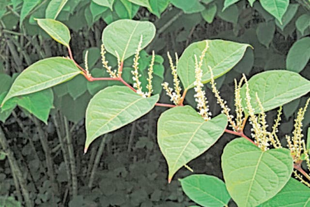 Japanese knotweed causes £170 million of damage to buildings each year
