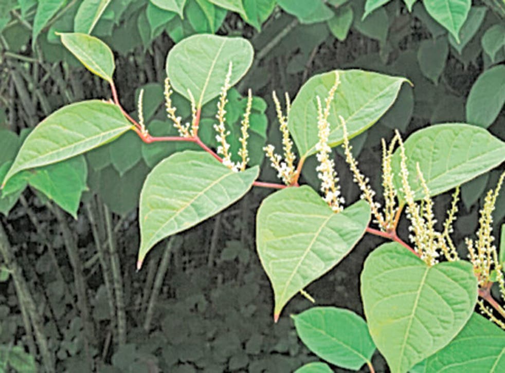 Japanese knotweed causes £170 million of damage to buildings each year