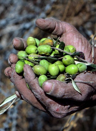 The production of olive oil is set to rise once more as Spain's crops recover