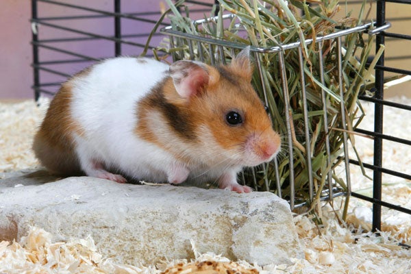 Syrian  hamsters