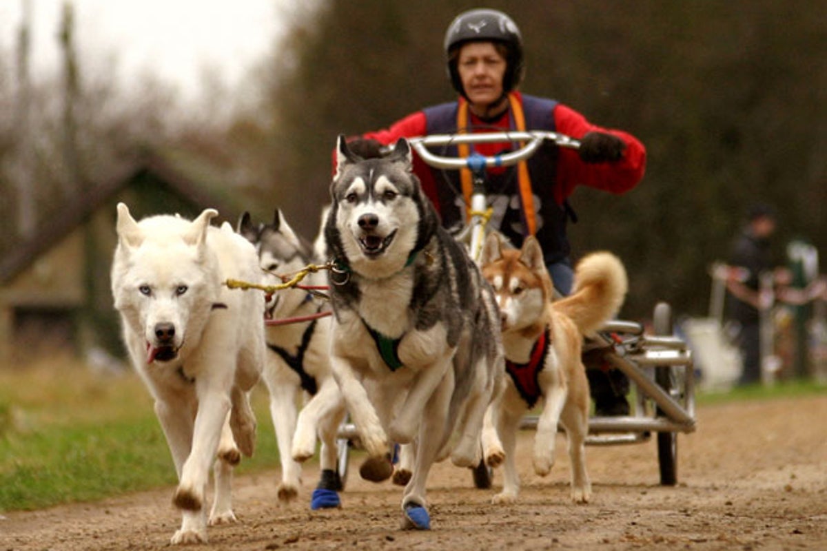 Win a memorable Husky riding experience for two | The Independent | The ...