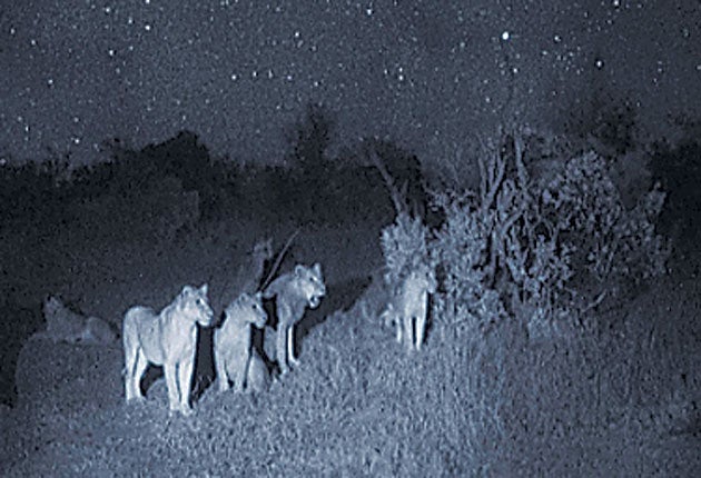 Night vision A new world of wildlife The Independent The Independent photo photo