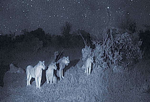 Night vision cheap camera wildlife