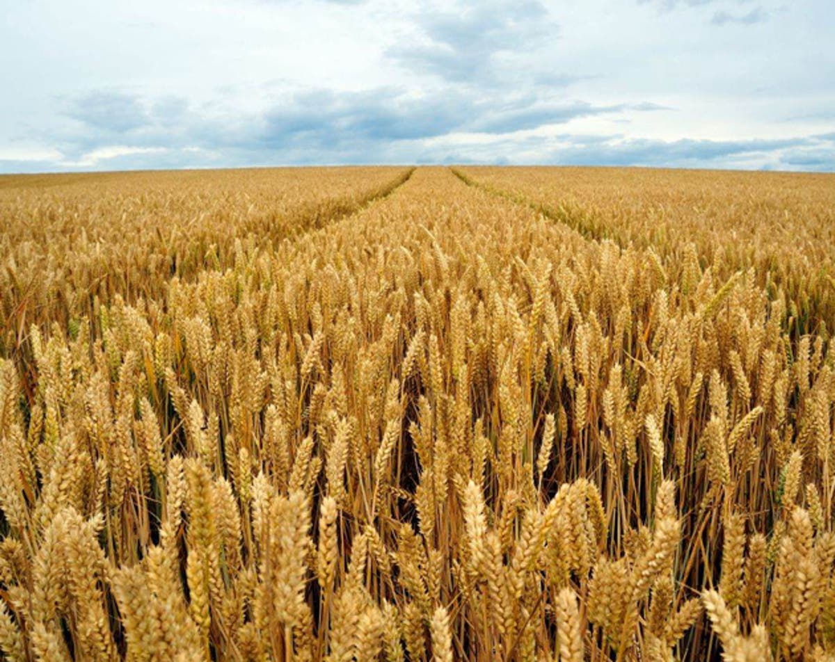 Пшеничные культуры. Сорт озимой пшеницы Tesla. Пшеница фото. Канадская пшеница. Зерновые культуры поле.