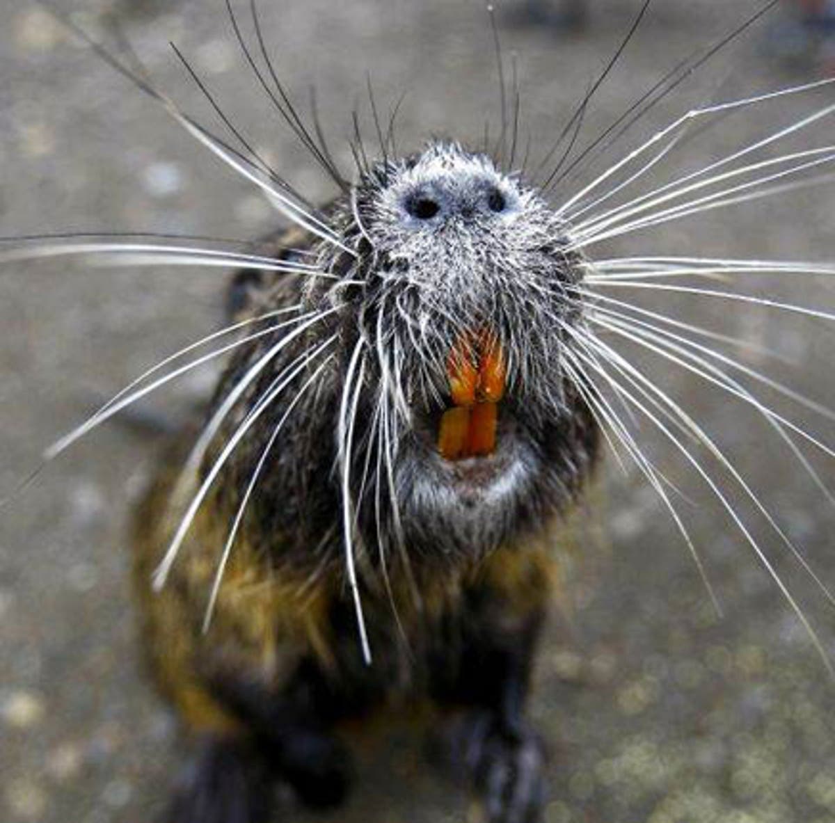 America tries on a new breed of guilt-free fur: drowned swamp rat | The ...