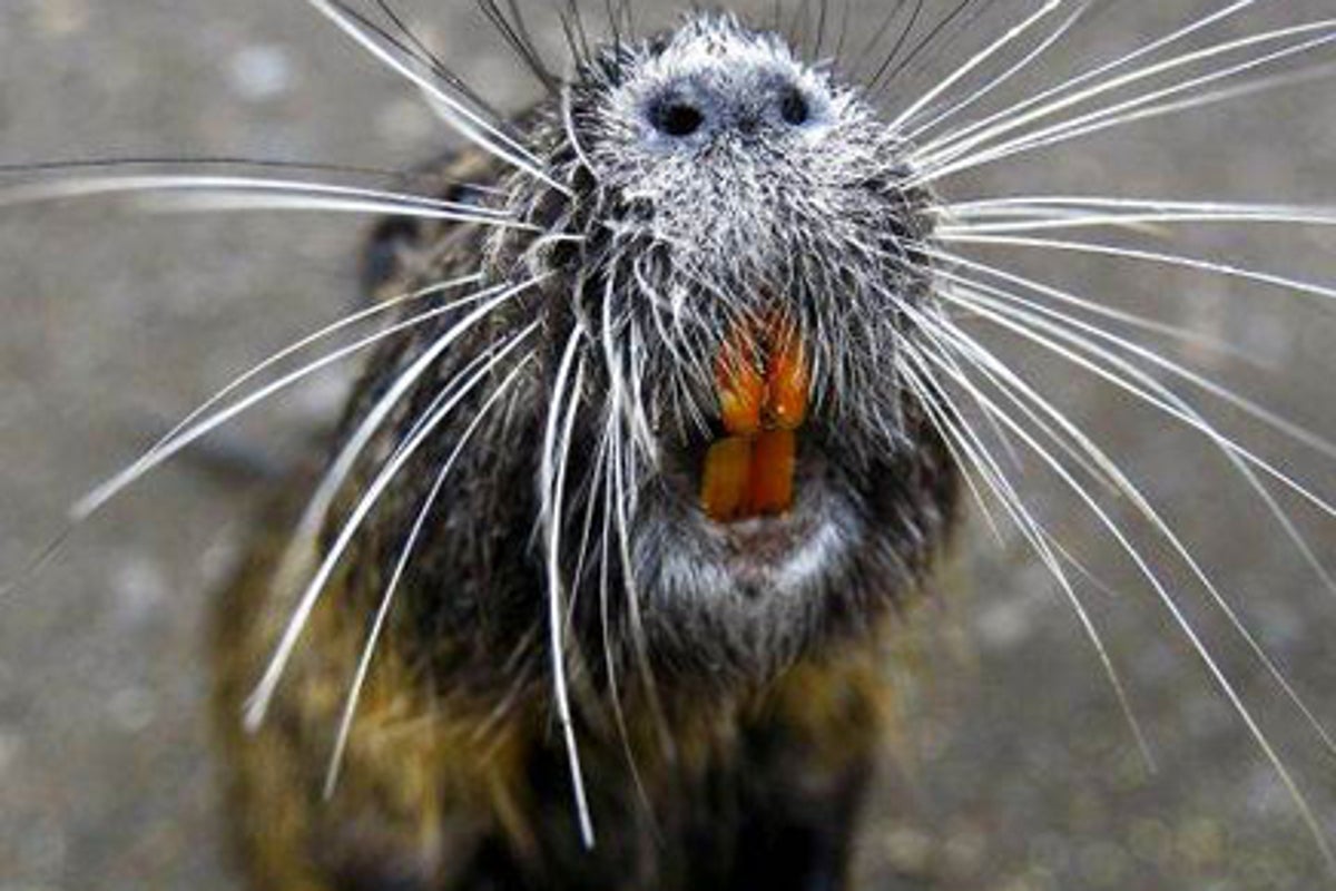 America tries on a new breed of guilt-free fur: drowned swamp rat | The ...