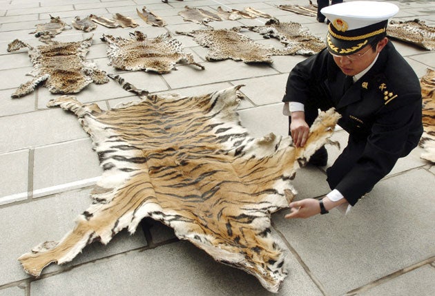 Tiger skin seized from a smuggler by customs officers in Lhasa, Tibet