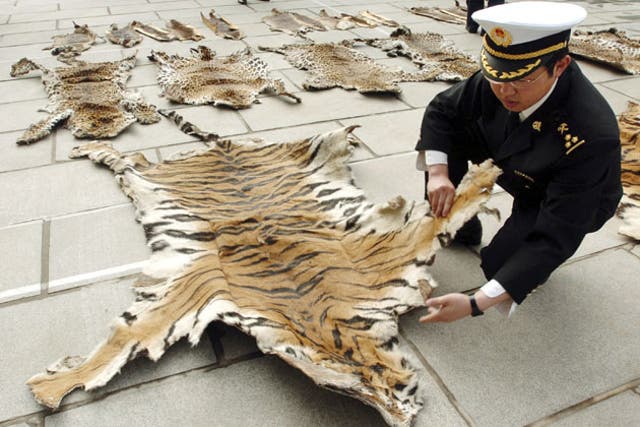 Tiger skin seized from a smuggler by customs officers in Lhasa, Tibet 
